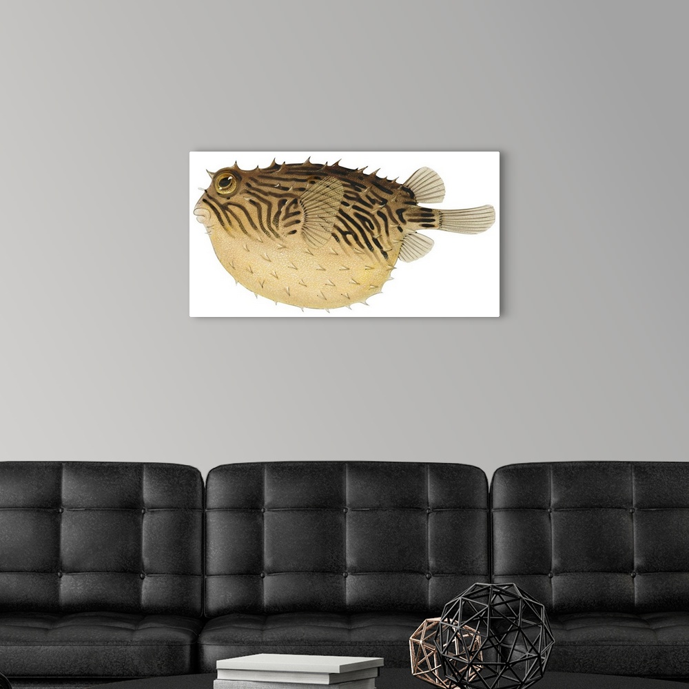 A modern room featuring Triped Burrfish (Chilomycterus Schoepfii)