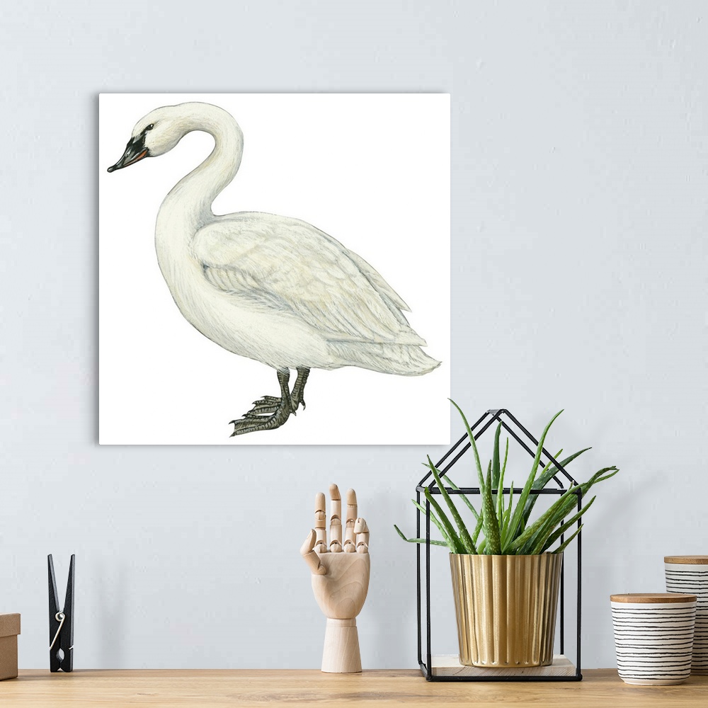 A bohemian room featuring Educational illustration of the trumpeter swan.