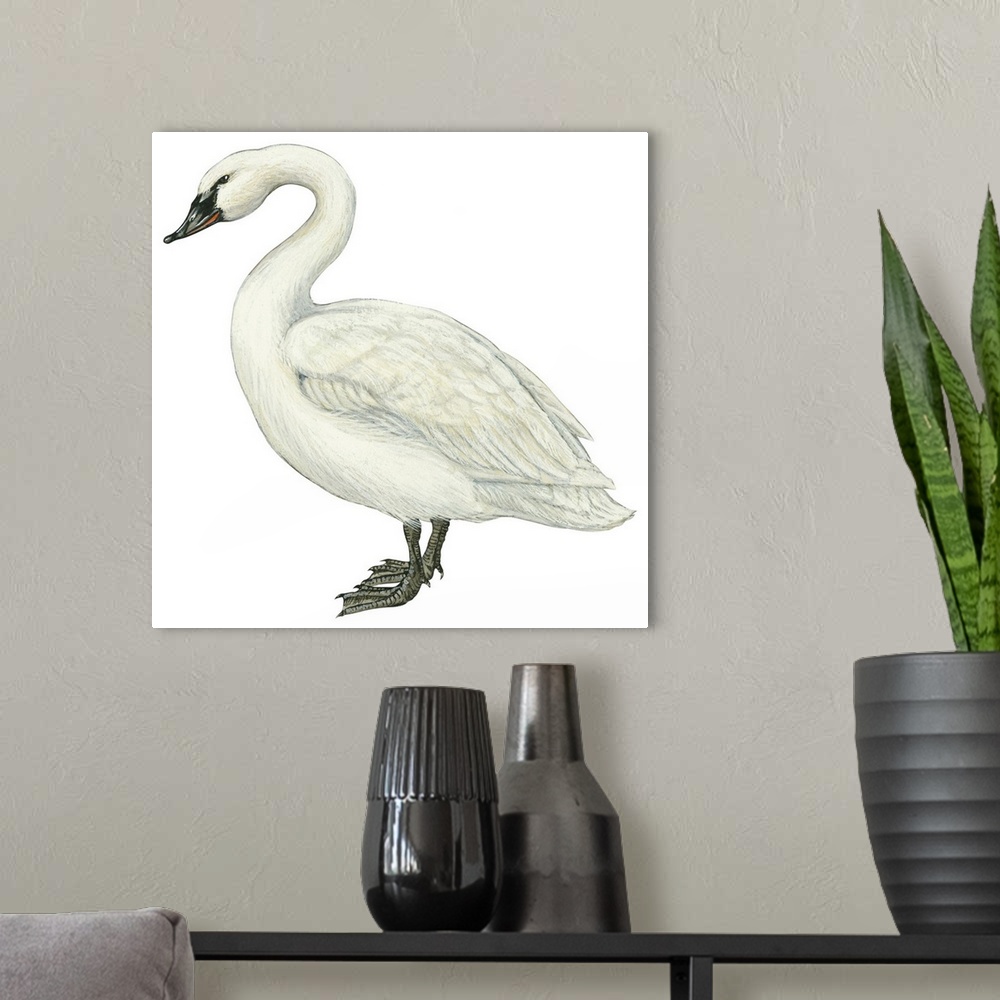 A modern room featuring Educational illustration of the trumpeter swan.