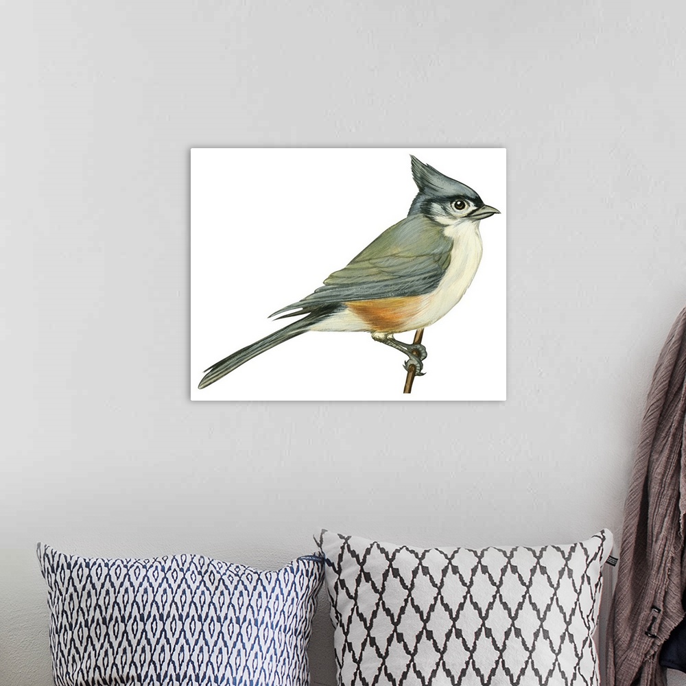 A bohemian room featuring Educational illustration of the tufted titmouse.