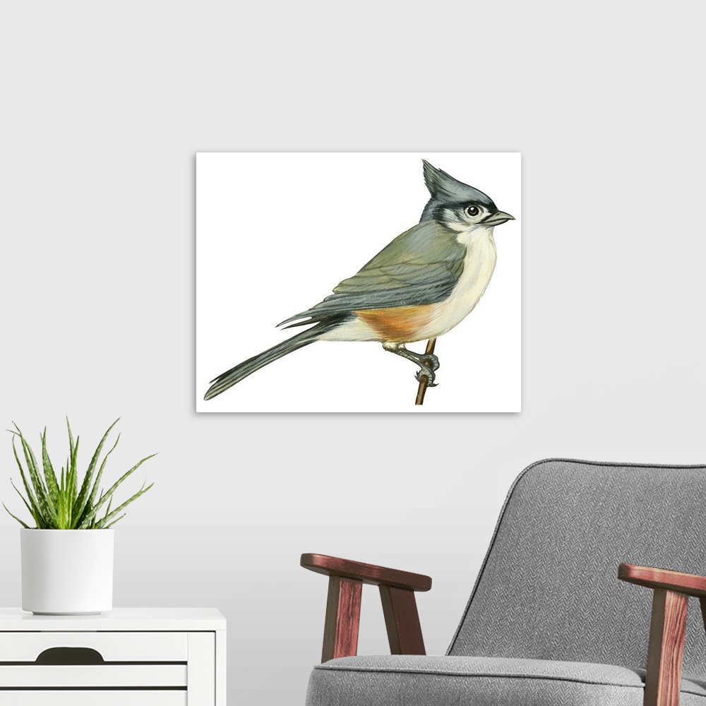 A modern room featuring Educational illustration of the tufted titmouse.