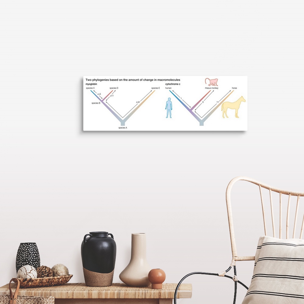 A farmhouse room featuring Two phylogenies based on the amount of change in macromolecules