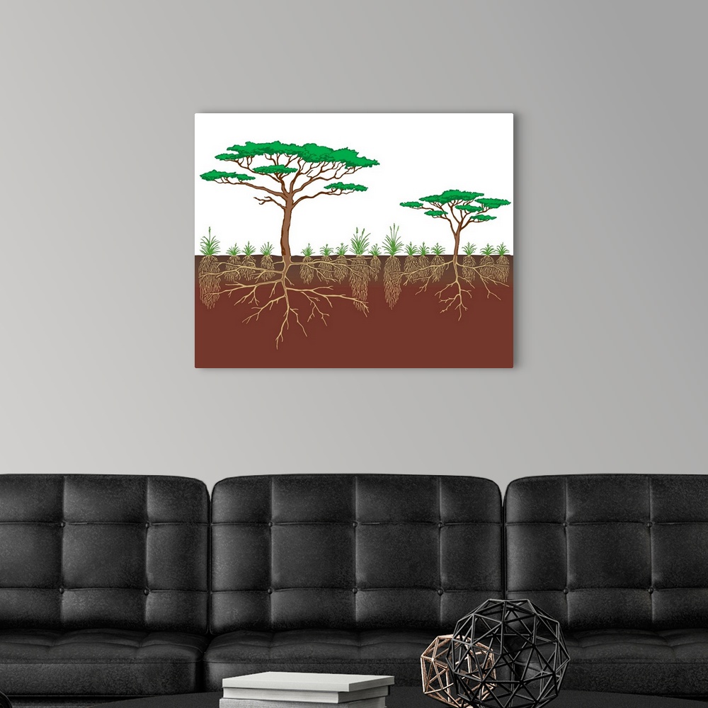A modern room featuring Vegetation Profile Of A Savanna