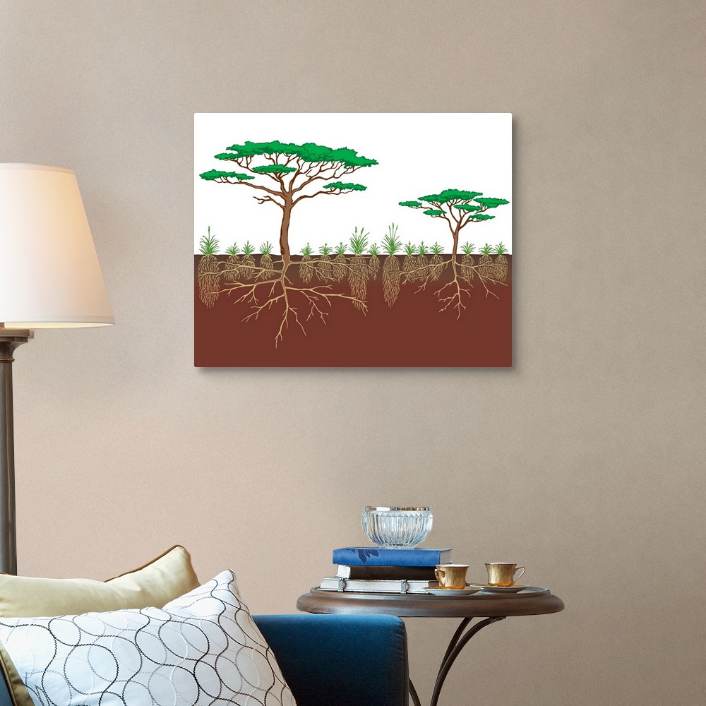 A traditional room featuring Vegetation Profile Of A Savanna
