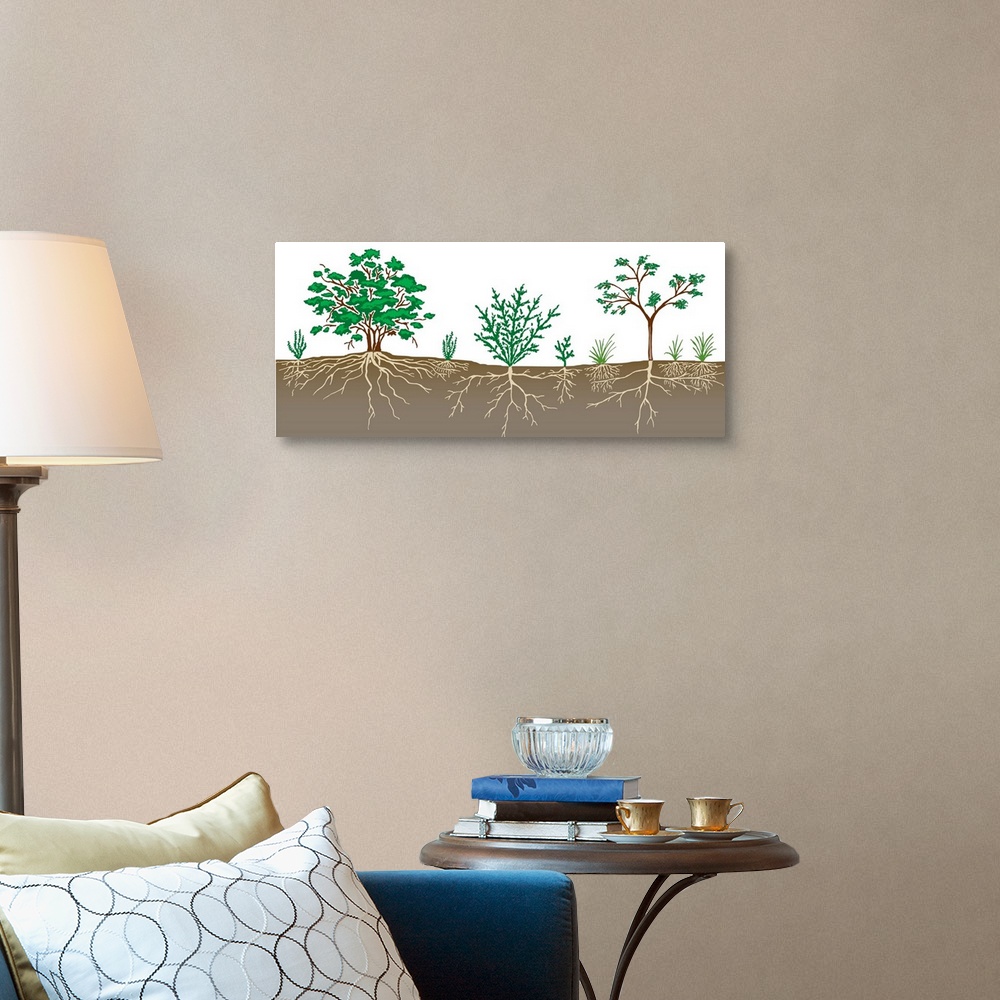 A traditional room featuring Vegetation Profile Of A Scrubland