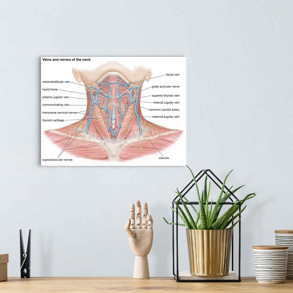 A bohemian room featuring Veins and nerves of the neck. cardiovascular system, nervous system