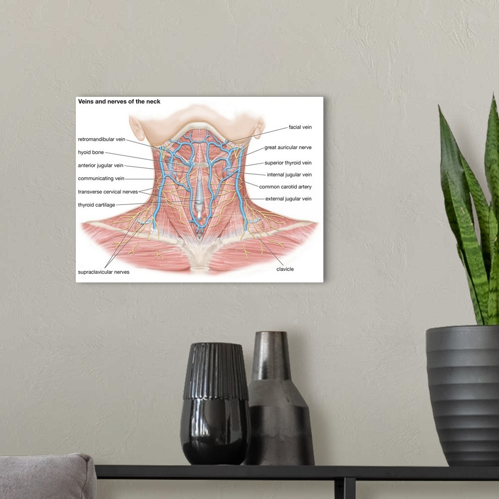 A modern room featuring Veins and nerves of the neck. cardiovascular system, nervous system