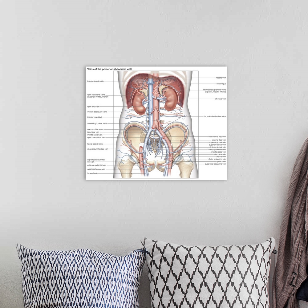 A bohemian room featuring Veins of the posterior abdominal wall. cardiovascular system