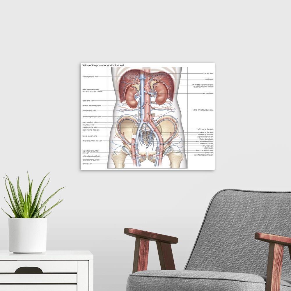 A modern room featuring Veins of the posterior abdominal wall. cardiovascular system
