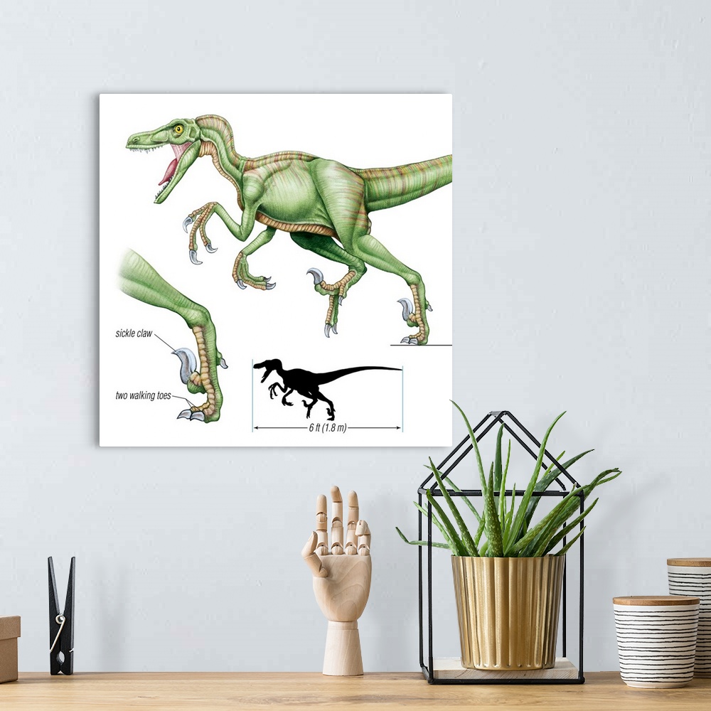 A bohemian room featuring An illustration from Encyclopaedia Britannica of the dinosaur Velociraptor and its claws.