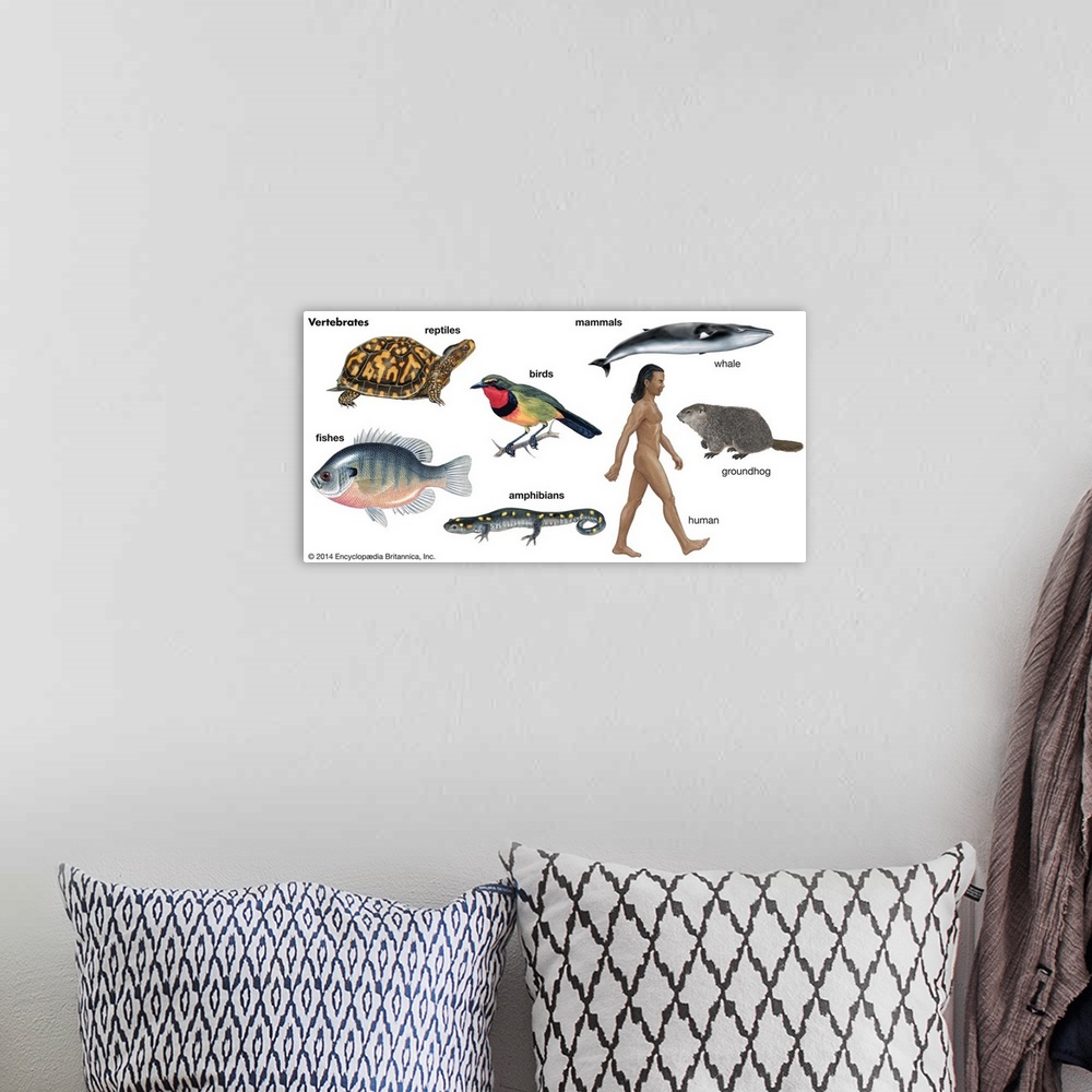A bohemian room featuring An educational poster from Encyclopaedia Britannica showing the different types of vertebrates, a...