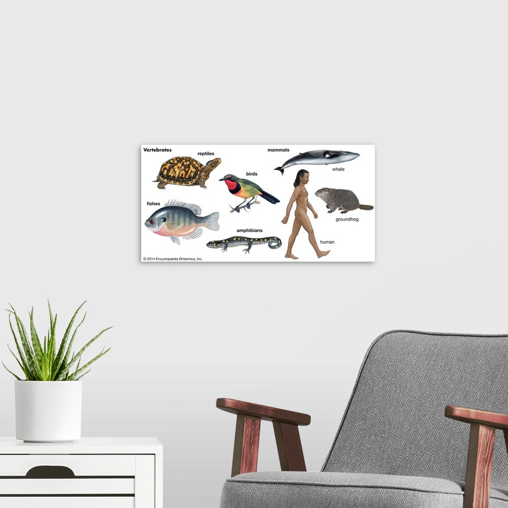 A modern room featuring An educational poster from Encyclopaedia Britannica showing the different types of vertebrates, a...