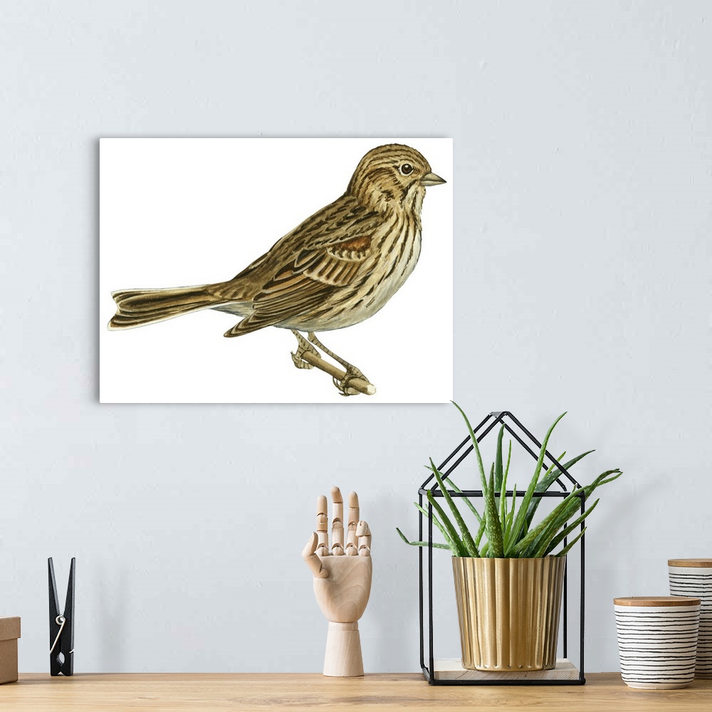 A bohemian room featuring Educational illustration of the vesper sparrow.