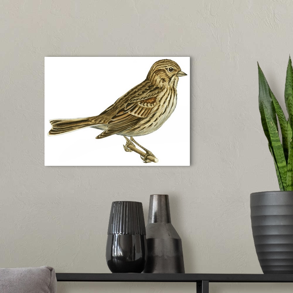 A modern room featuring Educational illustration of the vesper sparrow.