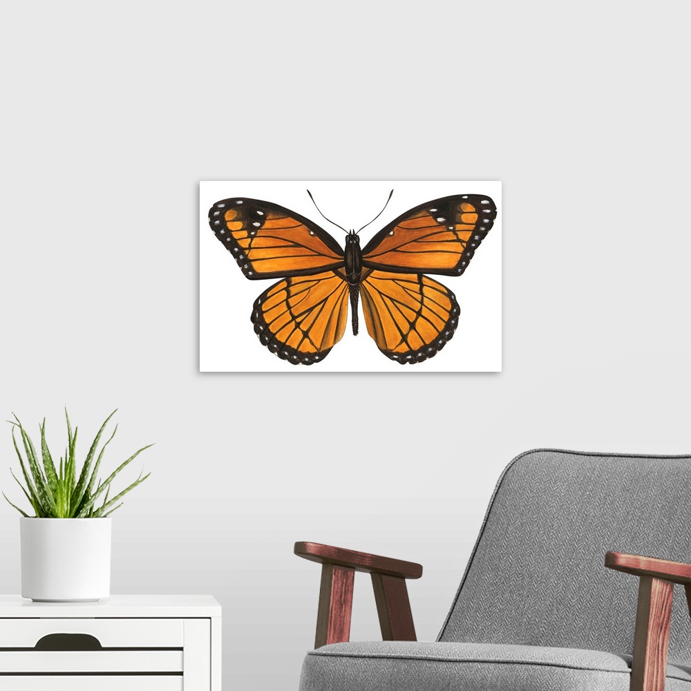 A modern room featuring Viceroy Butterfly (Basilarchia Archippus)