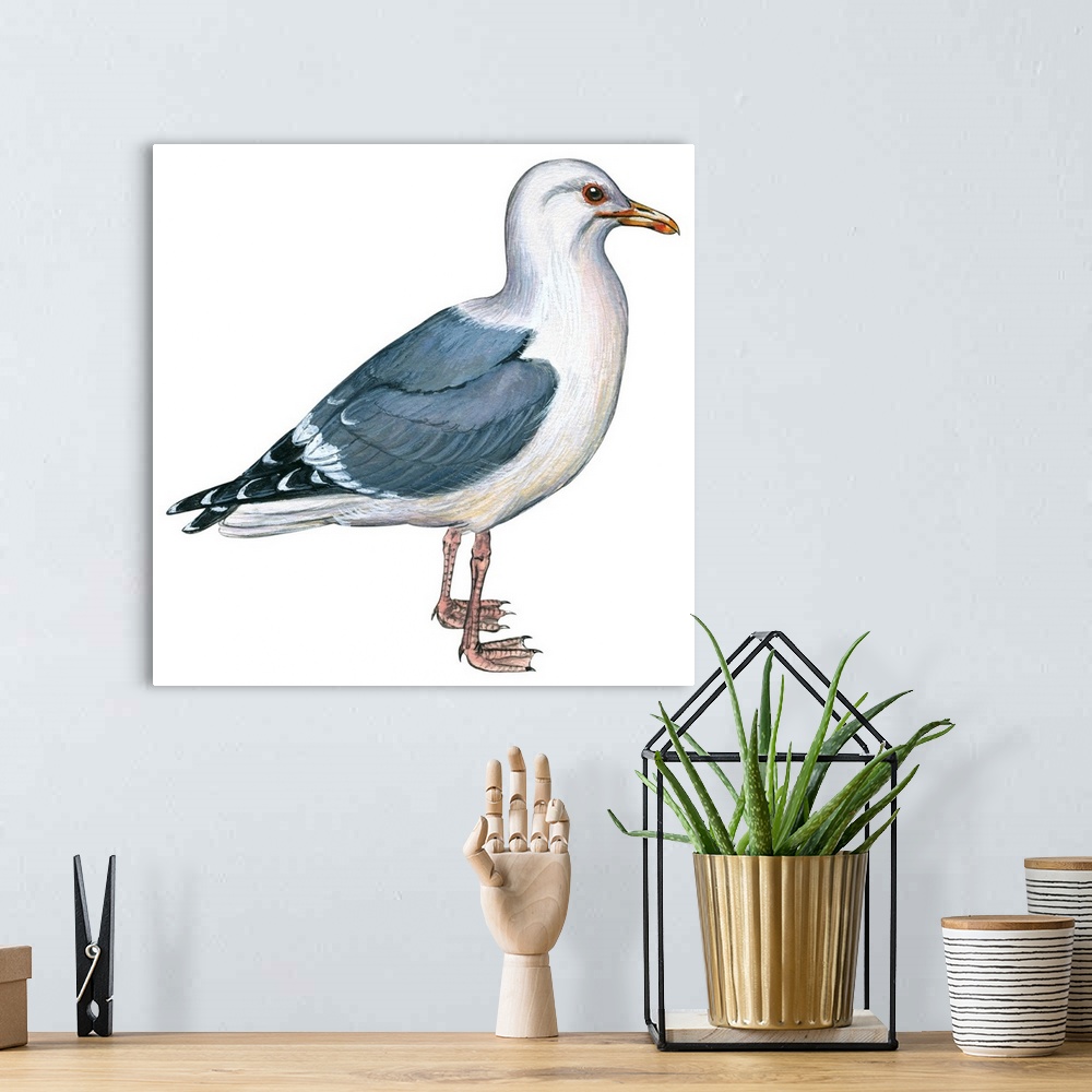 A bohemian room featuring Educational illustration of the western gull.