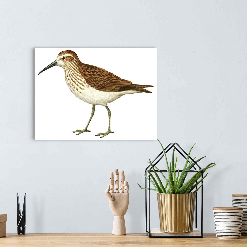 A bohemian room featuring Educational illustration of the western sandpiper.