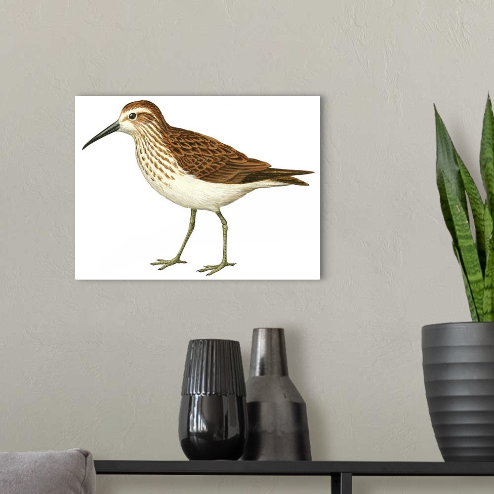A modern room featuring Educational illustration of the western sandpiper.