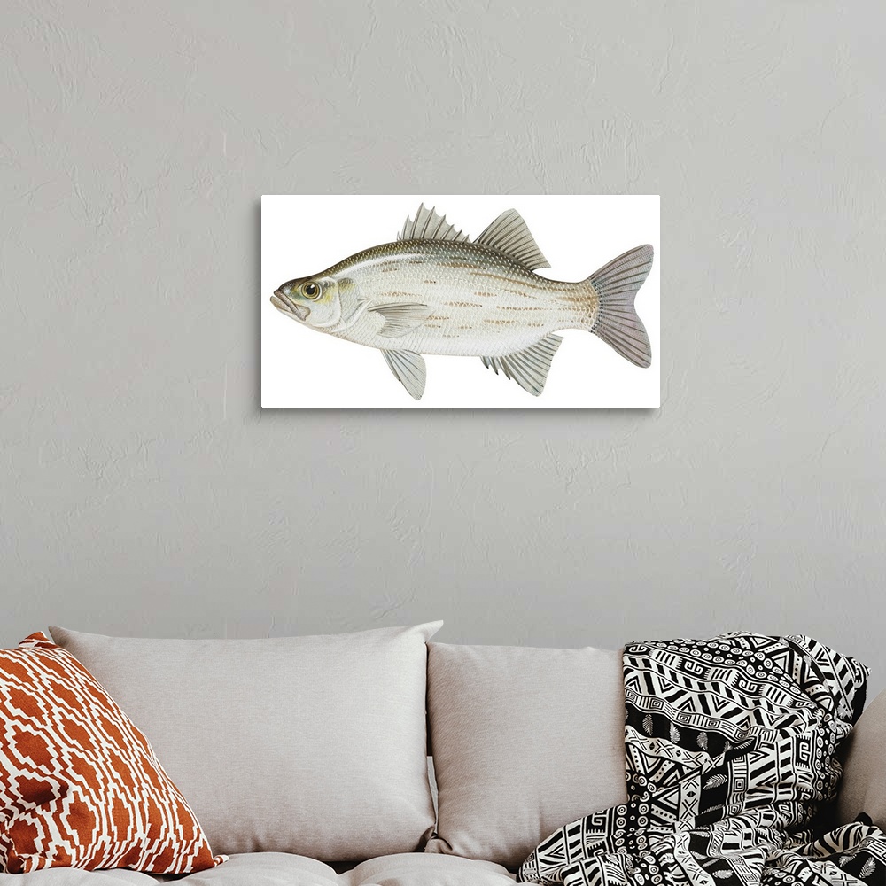 A bohemian room featuring White Bass (Roccus Chrysops)