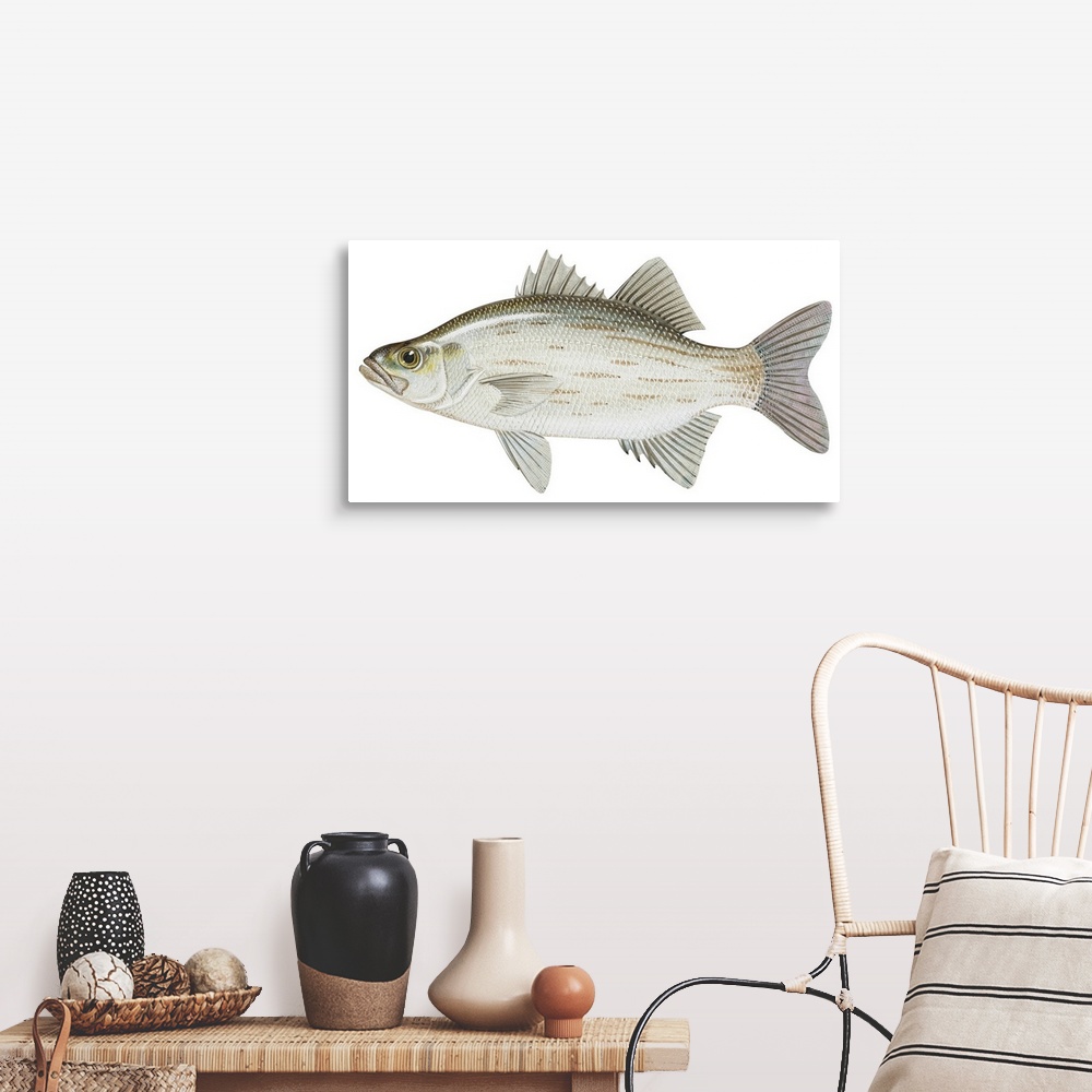 A farmhouse room featuring White Bass (Roccus Chrysops)