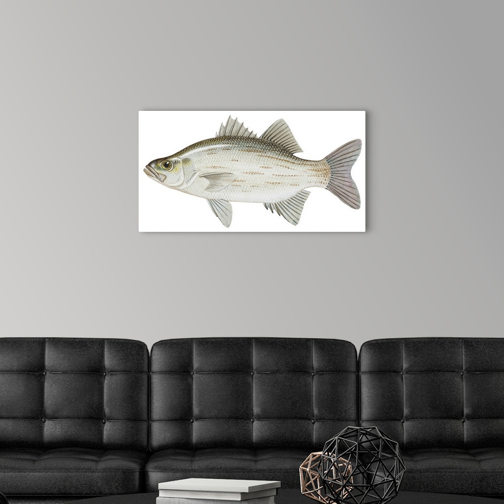 A modern room featuring White Bass (Roccus Chrysops)
