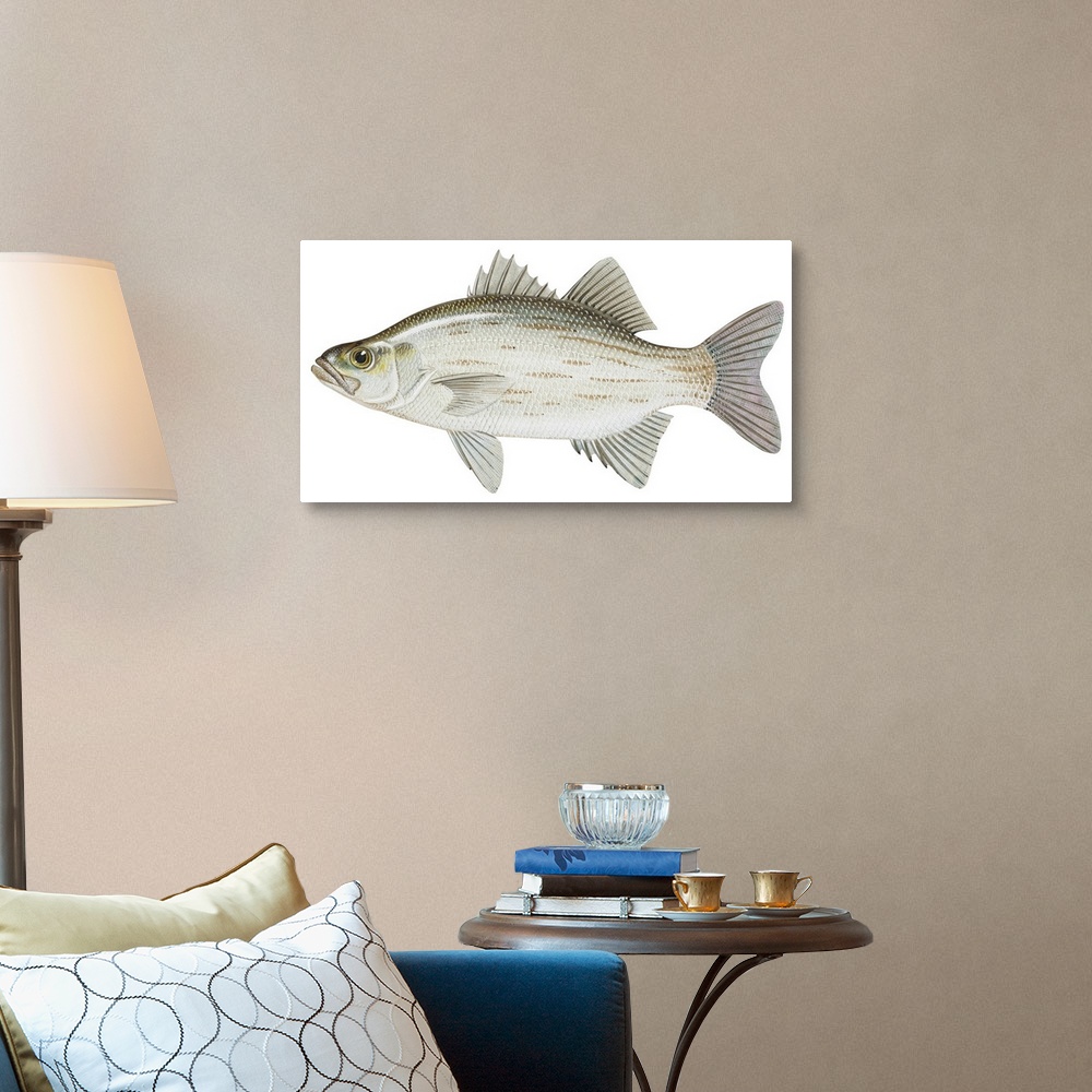 A traditional room featuring White Bass (Roccus Chrysops)