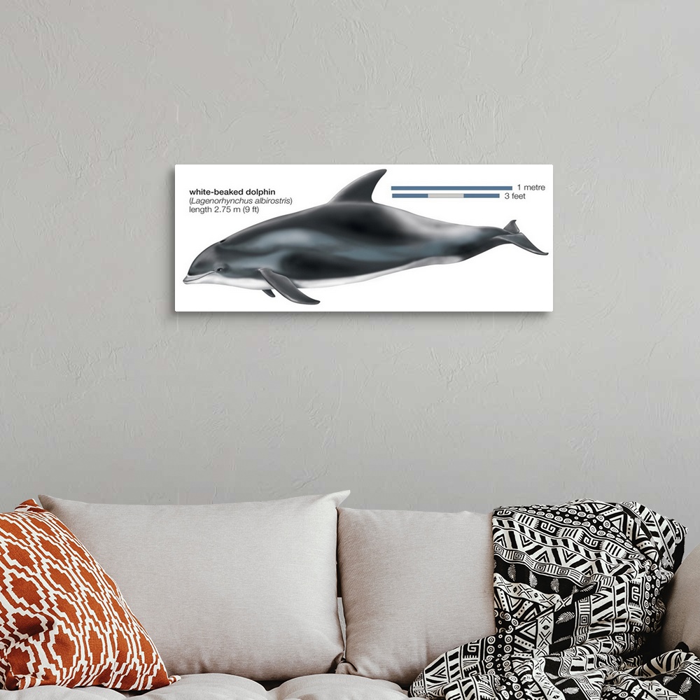 A bohemian room featuring White-Beaked Dolphin (Lagenorhynchus Albirostris)