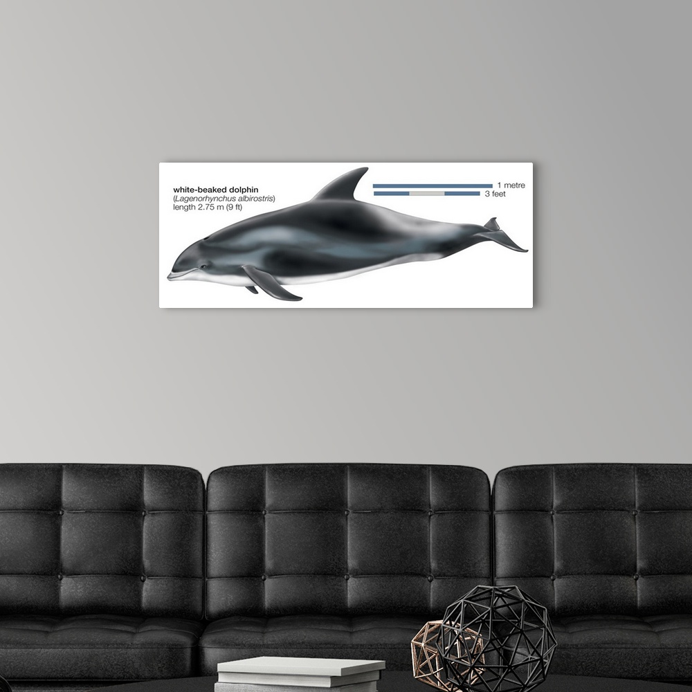 A modern room featuring White-Beaked Dolphin (Lagenorhynchus Albirostris)