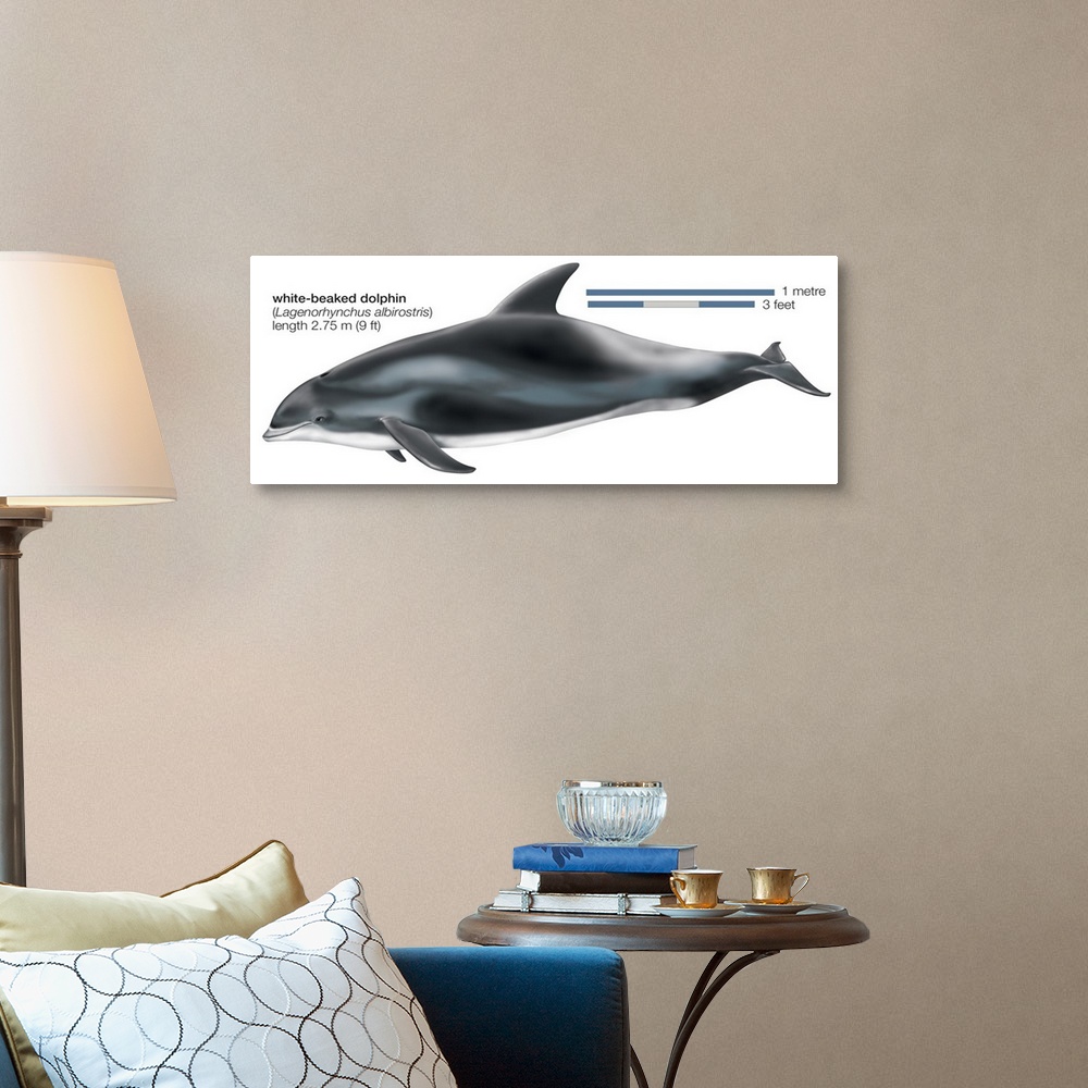 A traditional room featuring White-Beaked Dolphin (Lagenorhynchus Albirostris)