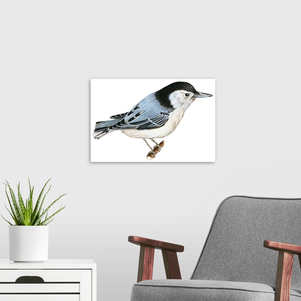 A modern room featuring Educational illustration of the white-breasted nuthatch.