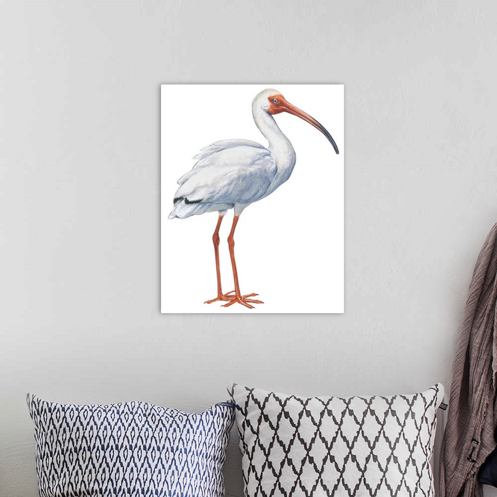A bohemian room featuring Educational illustration of the white ibis
