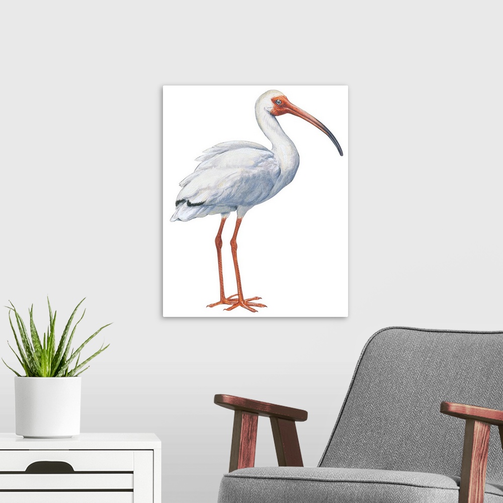 A modern room featuring Educational illustration of the white ibis