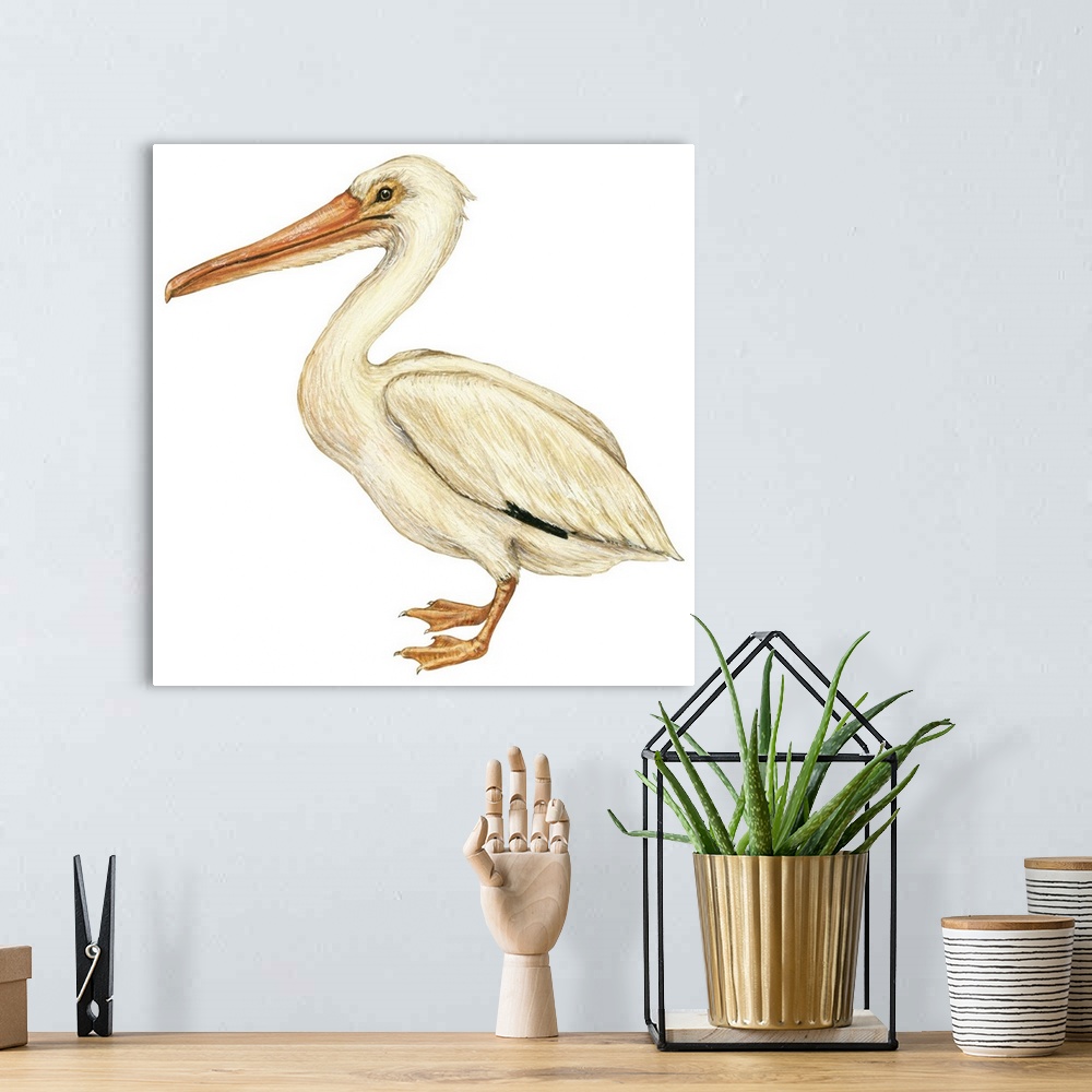 A bohemian room featuring Educational illustration of the white pelican.