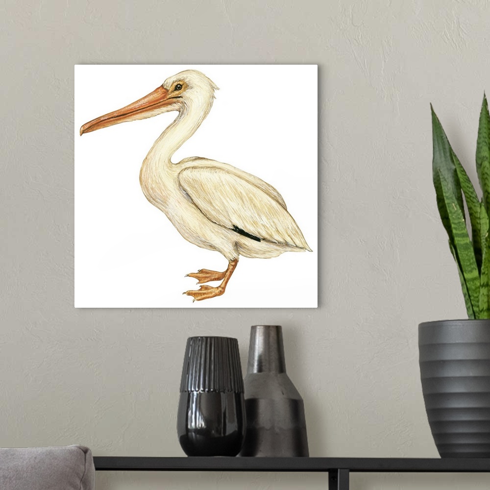 A modern room featuring Educational illustration of the white pelican.