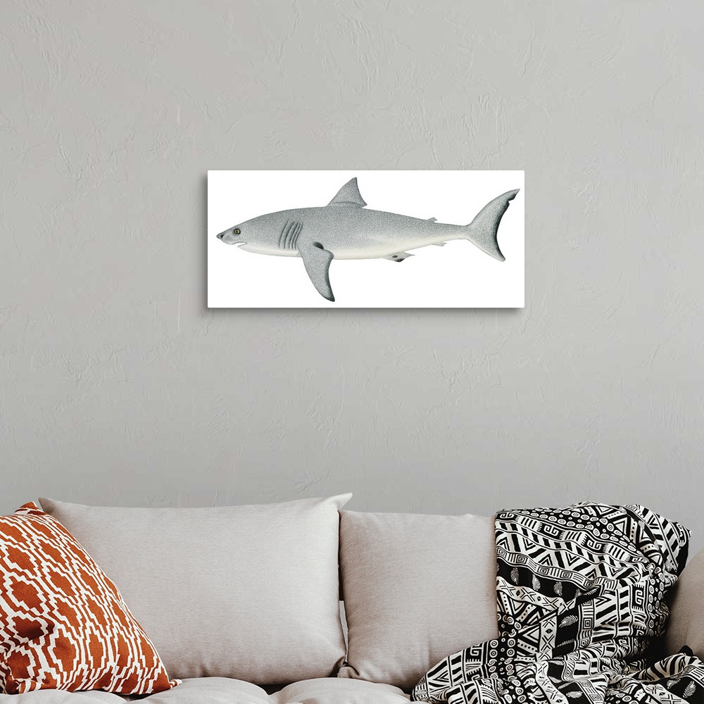 A bohemian room featuring White Shark (Carcharodon Carcharias)