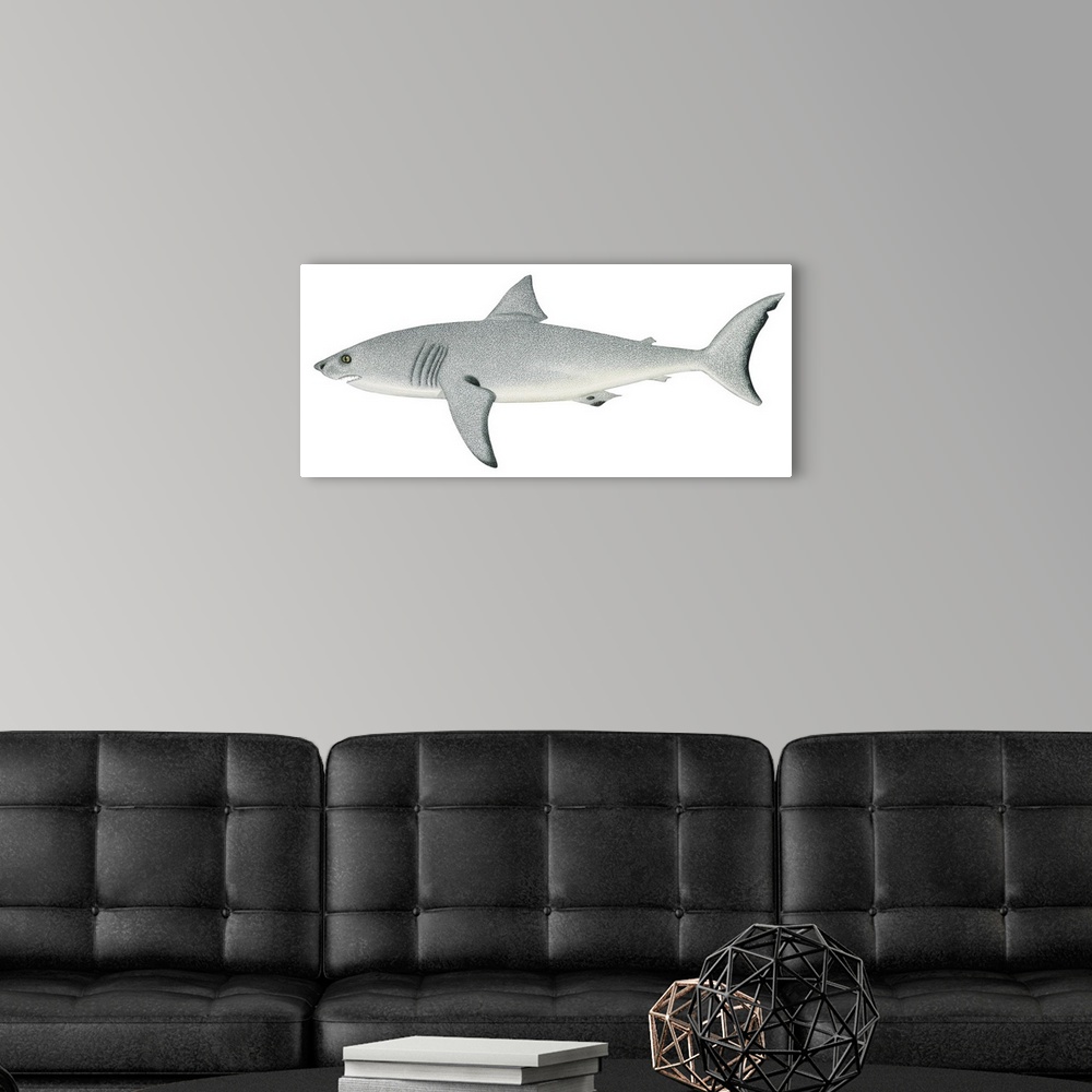 A modern room featuring White Shark (Carcharodon Carcharias)