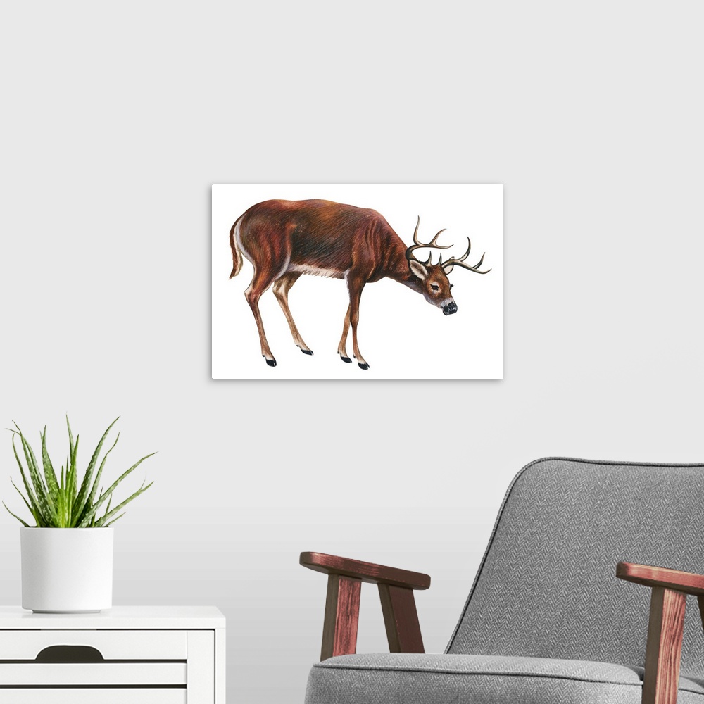 A modern room featuring White-Tailed Deer (Odocoileus Virginianus)