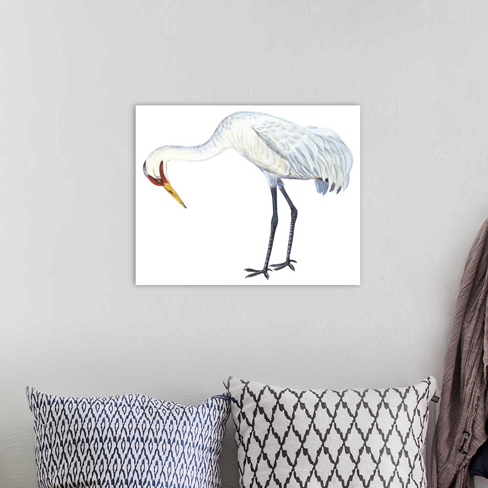 A bohemian room featuring Educational illustration of the whooping crane.