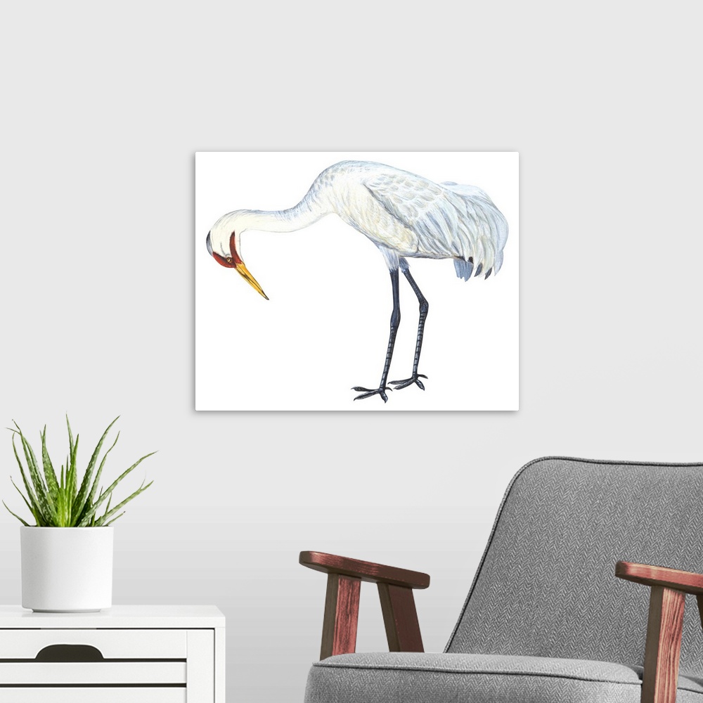 A modern room featuring Educational illustration of the whooping crane.