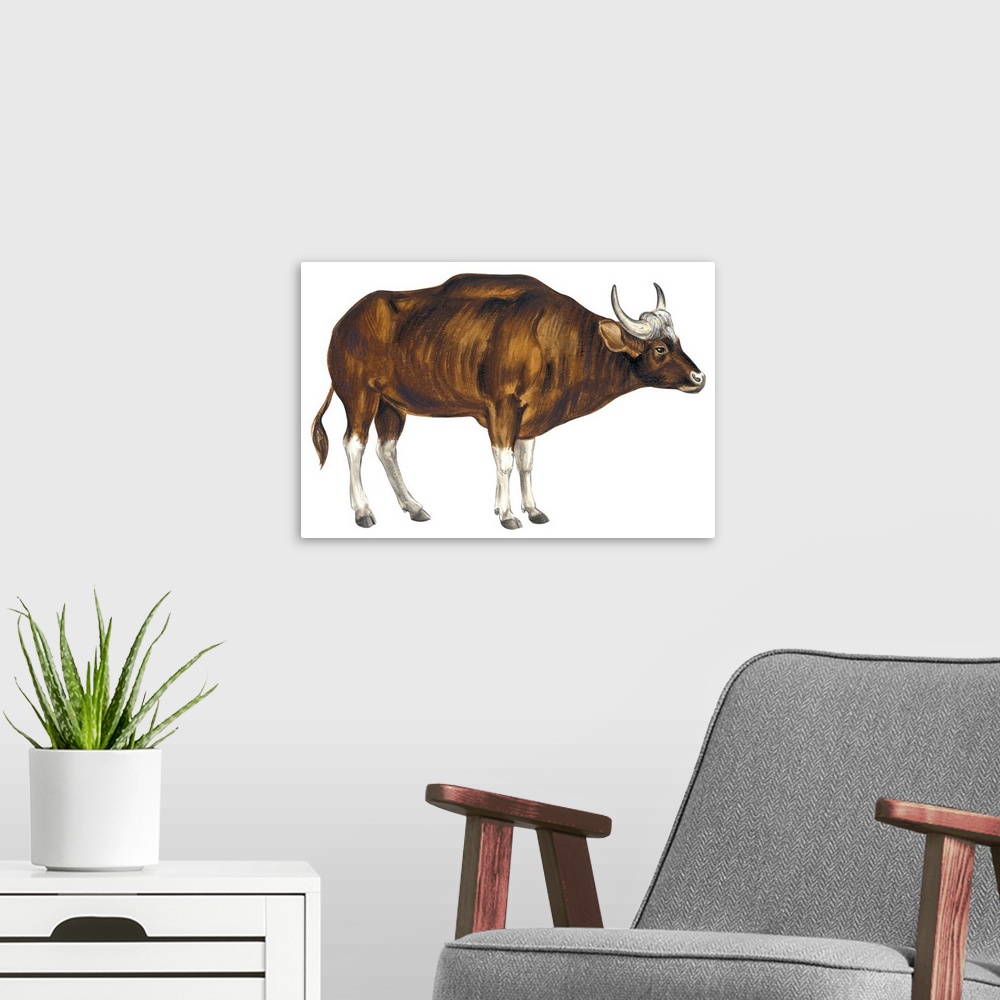 A modern room featuring Wild Cattle, Gaur (Bos Gaurus)