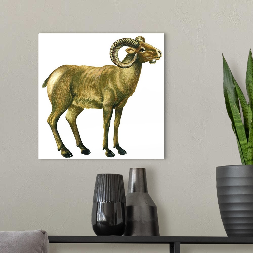 A modern room featuring Wild Sheep (Ovis Canadensis)