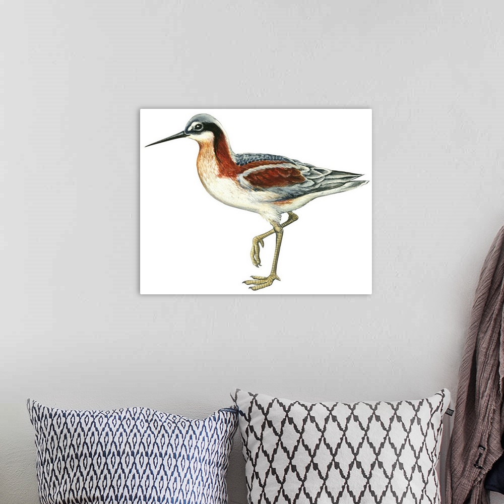 A bohemian room featuring Educational illustration of the wilson's phalarope.