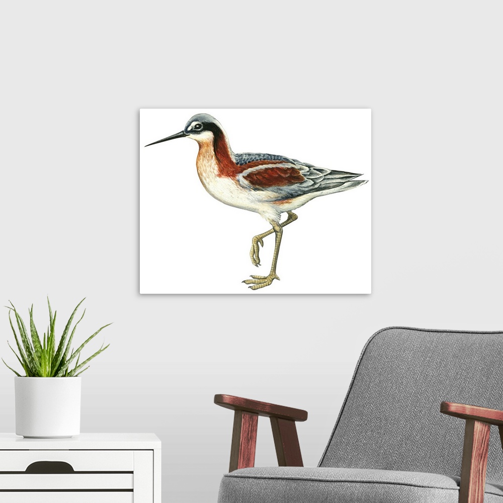 A modern room featuring Educational illustration of the wilson's phalarope.