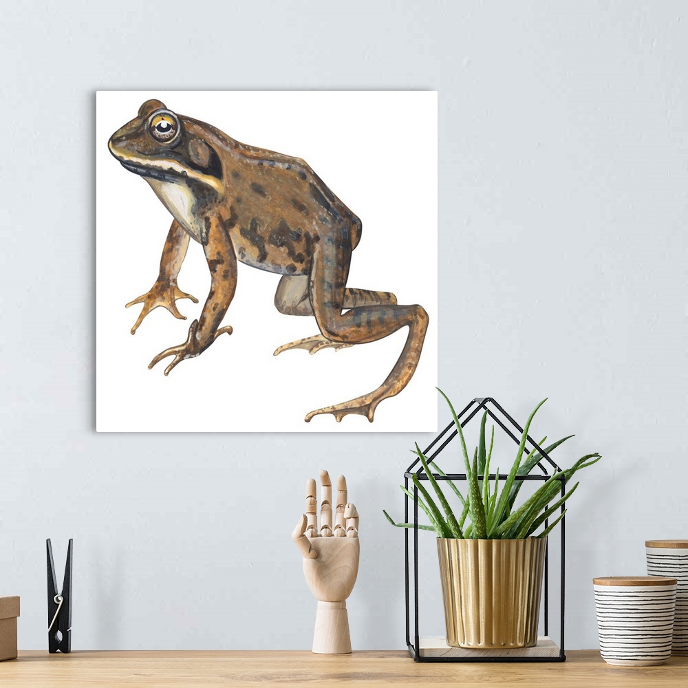 A bohemian room featuring Educational illustration of the wood frog.