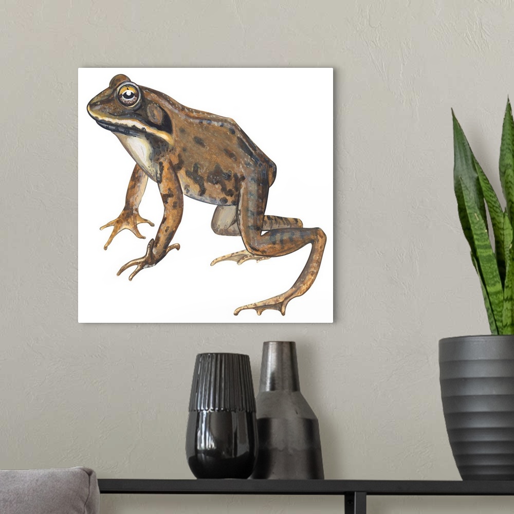 A modern room featuring Educational illustration of the wood frog.
