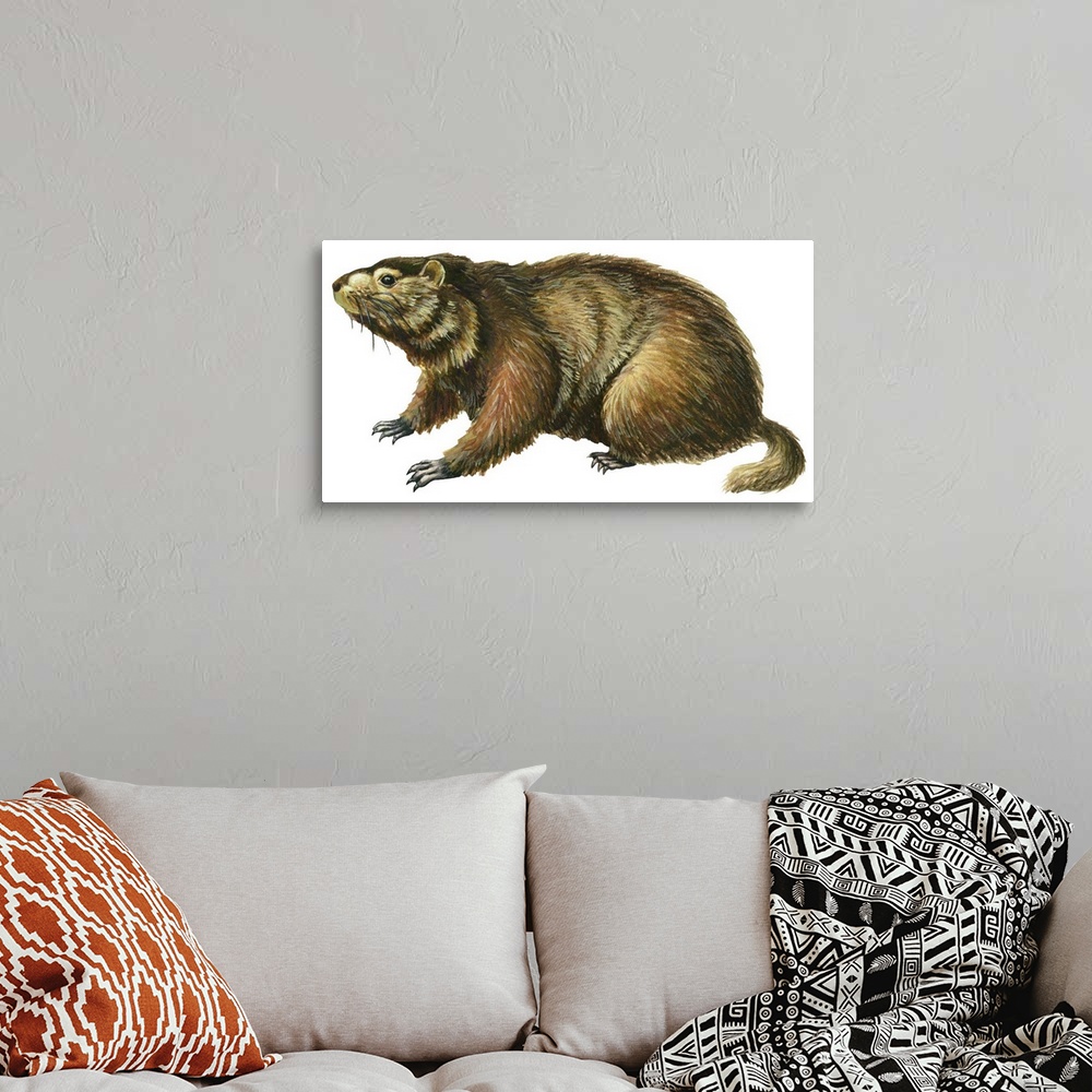 A bohemian room featuring Woodchuck (Marmota Monax)