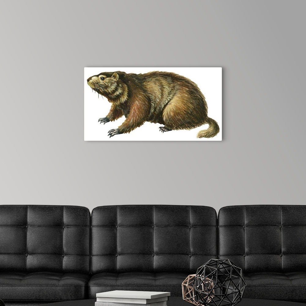 A modern room featuring Woodchuck (Marmota Monax)