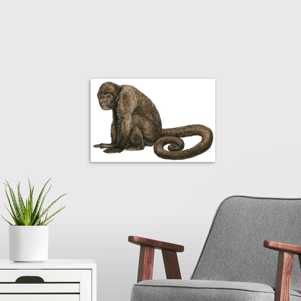 A modern room featuring Woolly Monkey (Lagothrix Infumatus)