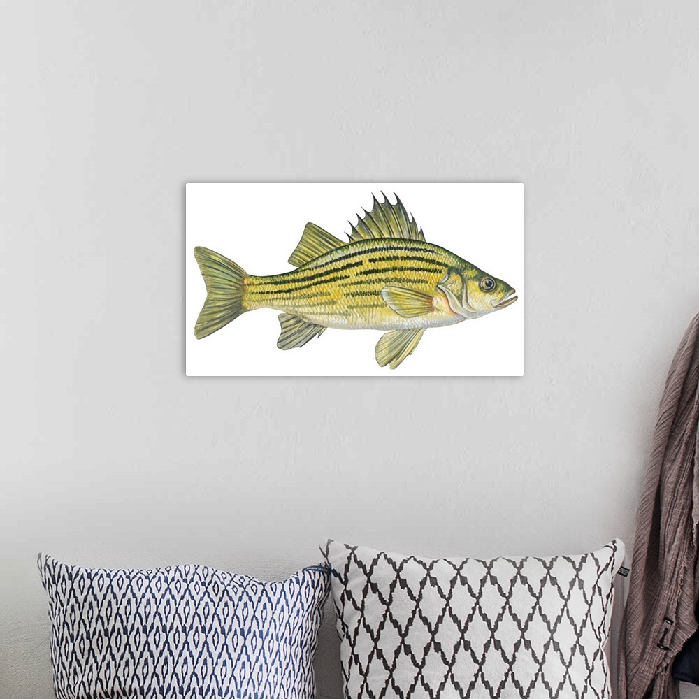 A bohemian room featuring Yellow Bass (Roccus Mississippiensis)