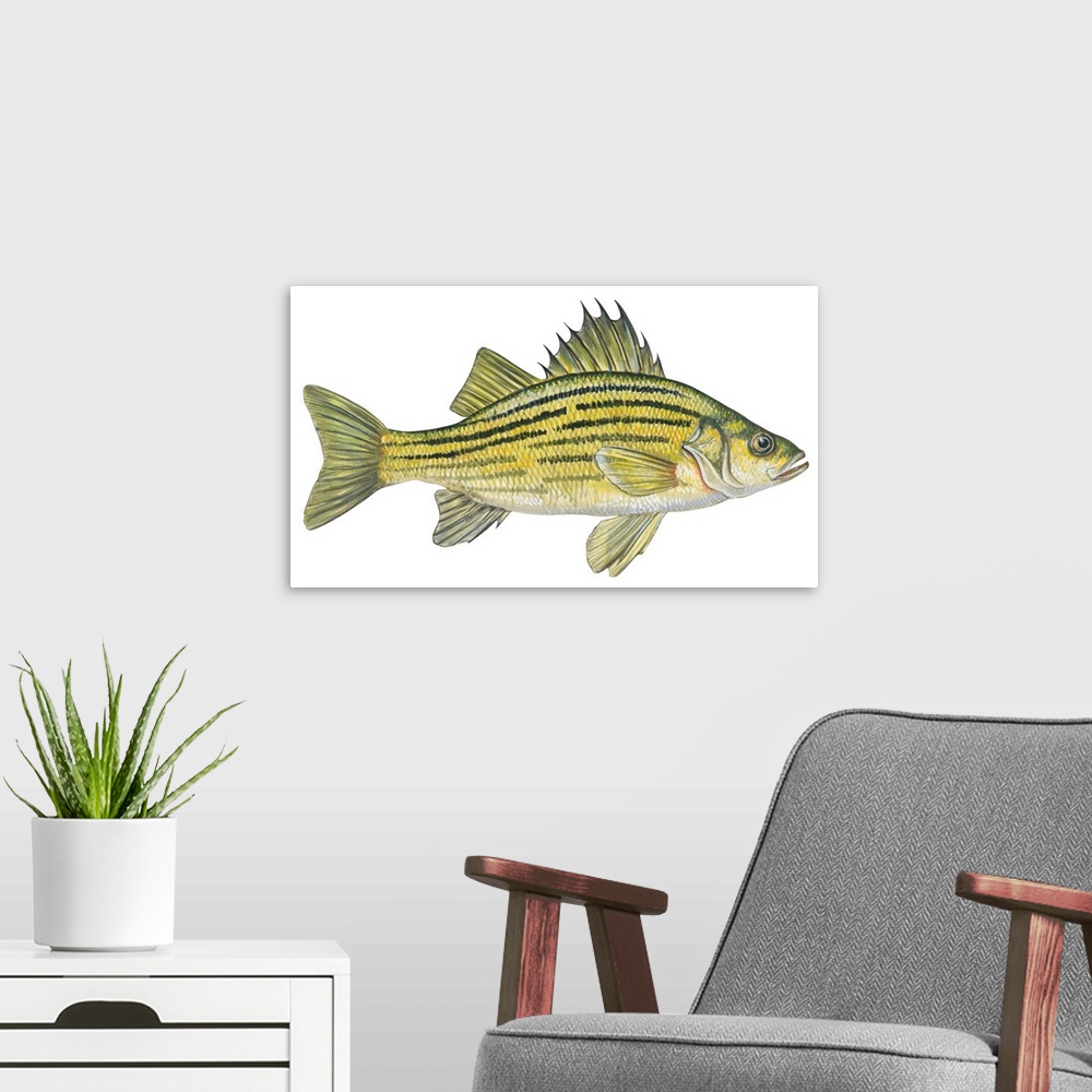 A modern room featuring Yellow Bass (Roccus Mississippiensis)